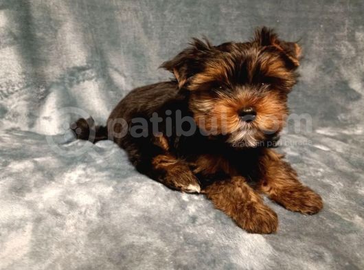 Safkan Yorkshire Terrier Yavrusu görsel