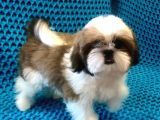 Safkan shih tzu yavrusu