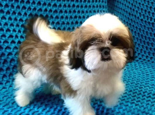 Safkan Shih Tzu Yavrusu