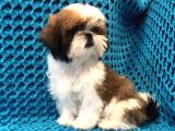 Safkan Shih Tzu Yavrusu