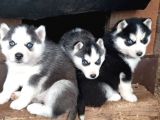 Safkan Husky yavrusu