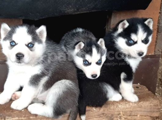 Safkan Husky Yavrusu