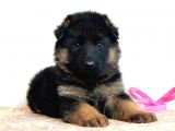 Safkan alman çoban köpeği yavrusu