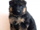 Safkan Alman Çoban Köpeği Yavrusu
