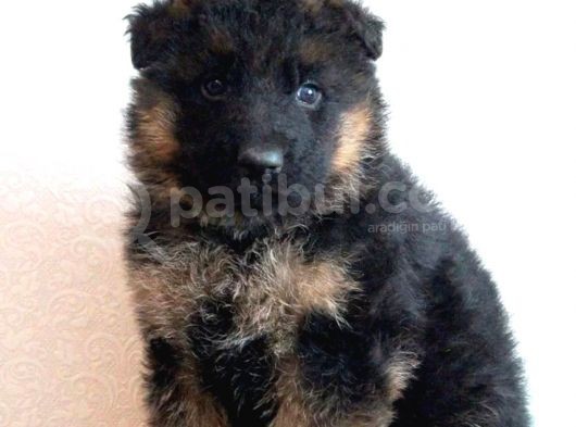Safkan Alman Çoban Köpeği Yavrusu görsel