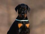 Safkan doberman yavruları