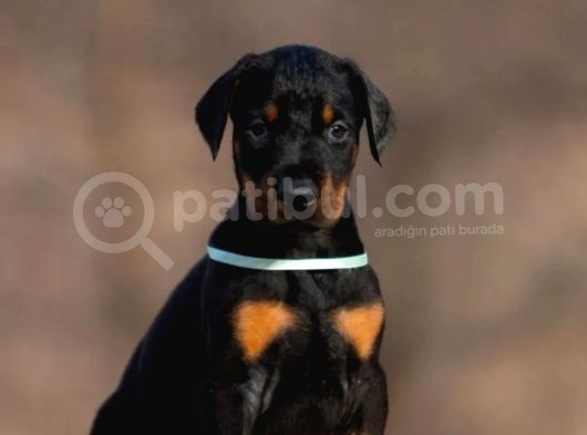 Safkan Doberman Yavruları