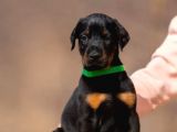 Safkan Doberman Yavruları