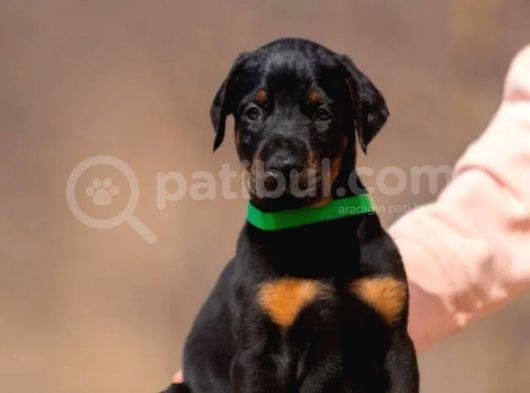 Safkan Doberman Yavruları görsel