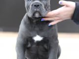 A Kalite Orjinal Siyah Ve Gri Cane Corso Yavrusu