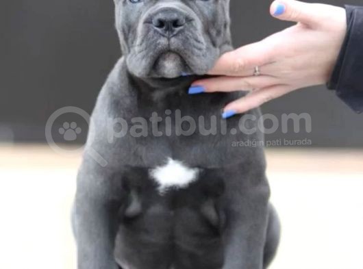 A Kalite Orjinal Siyah Ve Gri Cane Corso Yavrusu görsel