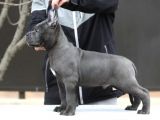 A kalite orjinal siyah ve gri cane corso yavrusu