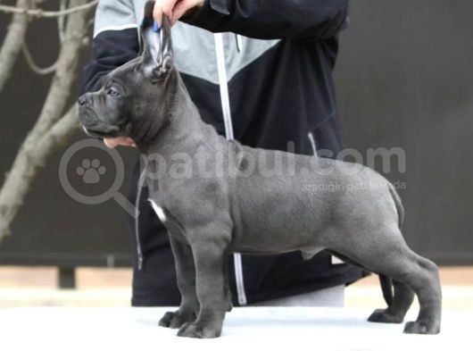 A Kalite Orjinal Siyah Ve Gri Cane Corso Yavrusu