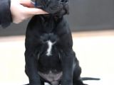 A Kalite Orjinal Siyah Ve Gri Cane Corso Yavrusu