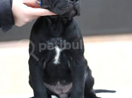 A Kalite Orjinal Siyah Ve Gri Cane Corso Yavrusu görsel