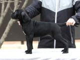 A Kalite Orjinal Siyah Ve Gri Cane Corso Yavrusu
