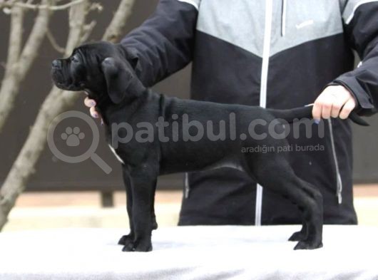 A Kalite Orjinal Siyah Ve Gri Cane Corso Yavrusu görsel