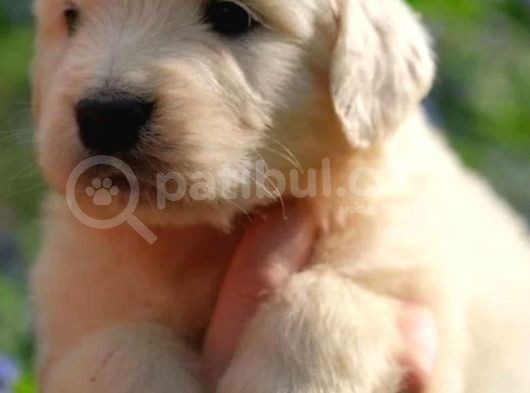 Bebekyüz Golden Yavrusu görsel