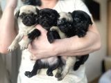 Harika pug mops yavrusu