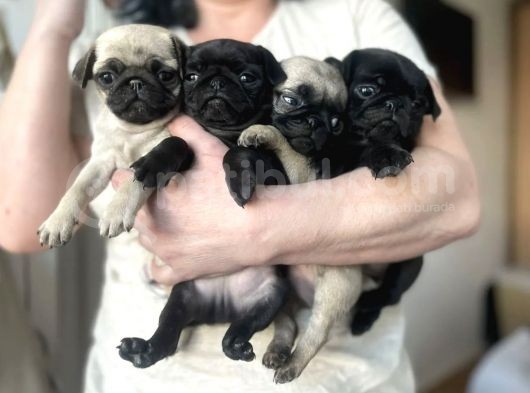 Harika Pug Mops Yavrusu