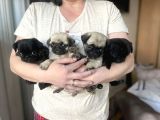 Harika Pug Mops Yavrusu