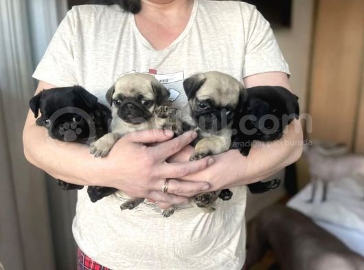 Harika Pug Mops Yavrusu görsel