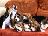Elizabeth Beagle Yavrusu