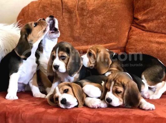 Elizabeth Beagle Yavrusu görsel