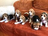 Elizabeth beagle yavrusu