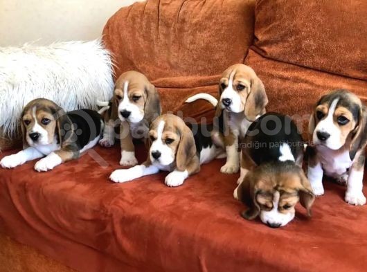 Elizabeth Beagle Yavrusu
