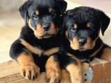 Macar koca kafa rottweiler yavrusu