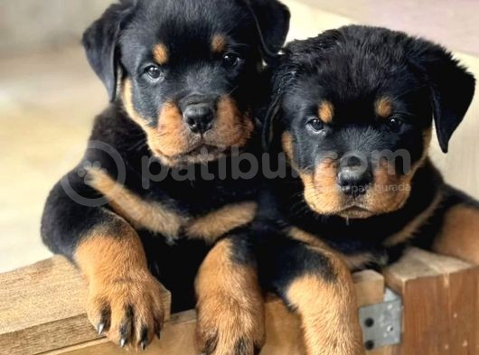 Macar Koca Kafa Rottweiler Yavrusu