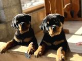 Macar Koca Kafa Rottweiler Yavrusu