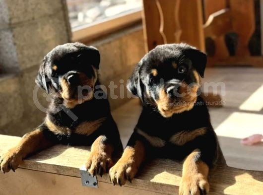 Macar Koca Kafa Rottweiler Yavrusu görsel