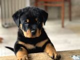 Macar Koca Kafa Rottweiler Yavrusu