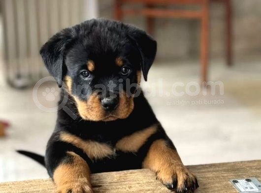 Macar Koca Kafa Rottweiler Yavrusu görsel