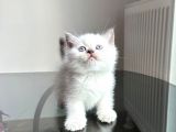 ÖZEL SAFKAN BRİTİSH KEDİLERİMİZ TESLİME HAZIRDIR