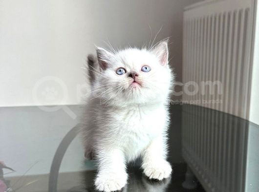 Özel Safkan Bri̇ti̇sh Kedi̇leri̇mi̇z Tesli̇me Hazirdir