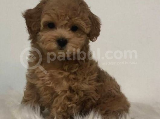 Tooy Poodle Yavrumuz 0 Teacup  