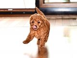 EV DOGUMLU TOY POODLE RED BROWN-BROWN