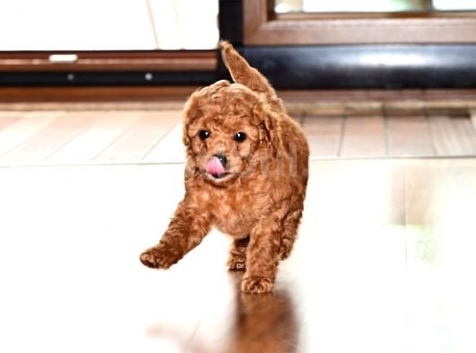 Ev Dogumlu Toy Poodle Red Brown-Brown