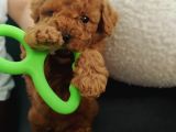 Çok Aci̇l Erkek Bebek Toy Poodle