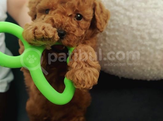 Çok Aci̇l Erkek Bebek Toy Poodle görsel