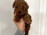 ÇOK ACİL ERKEK BEBEK TOY POODLE