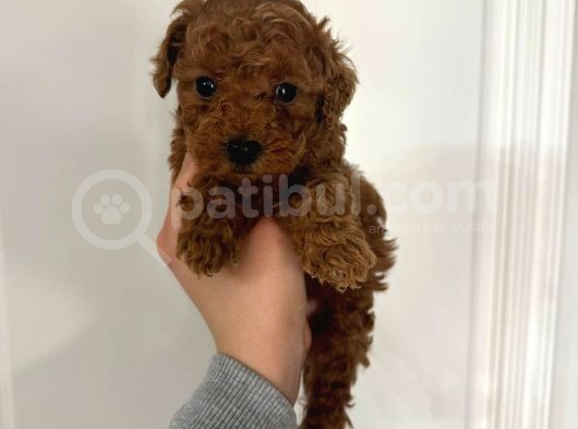 Çok Aci̇l Erkek Bebek Toy Poodle
