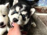 90 Günlük Husky