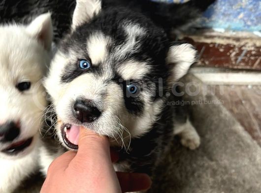 90 Günlük Husky görsel