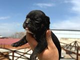 Irk Ve Saglık Garantili Oyuncu Frenchler