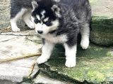 90 Günlük Husky