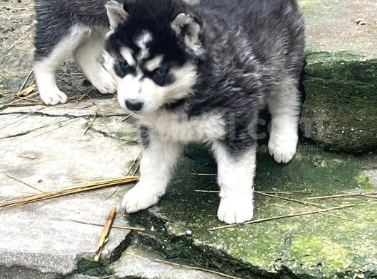 90 Günlük Husky görsel